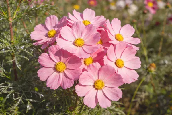 花园中生长的秋英花簇