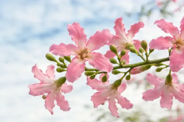 蓝天背景下绽放的粉花特写