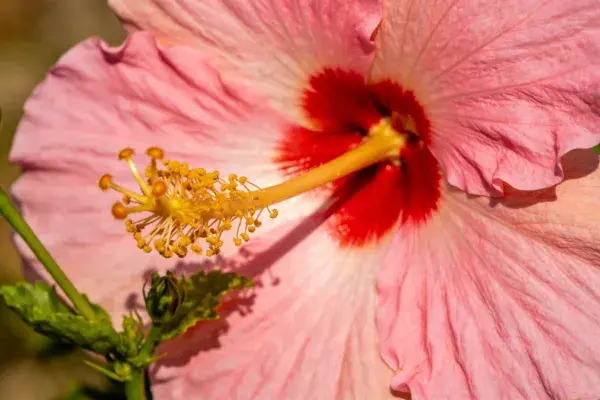 木槿花特写展示花蕊与花瓣