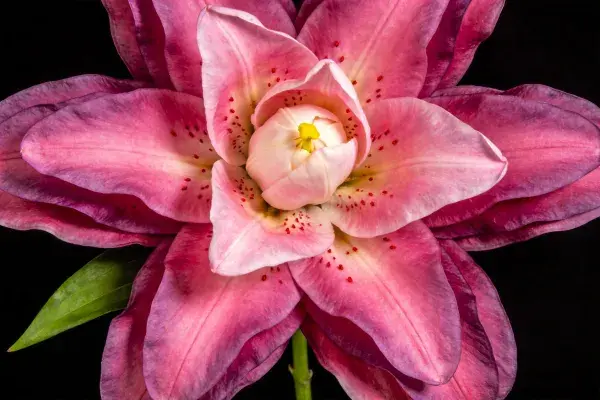 近景特写的洋百合花瓣纹理
