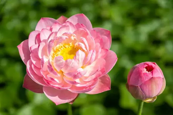 花园中的荷花绽放瞬间