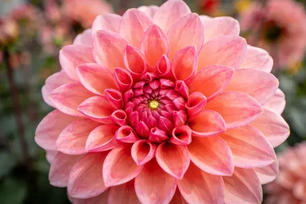 花园中绽放的大丽花特写