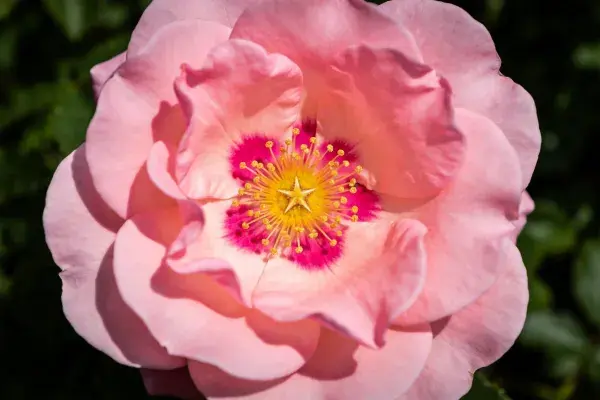玫瑰花瓣特写展现色彩层次