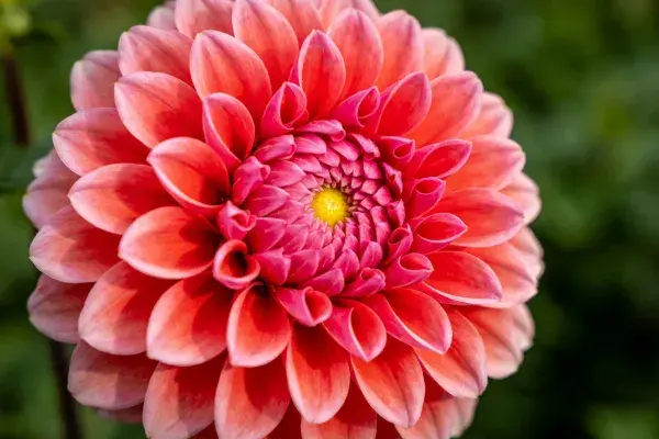 鲜艳大丽花花瓣特写展示色彩层次