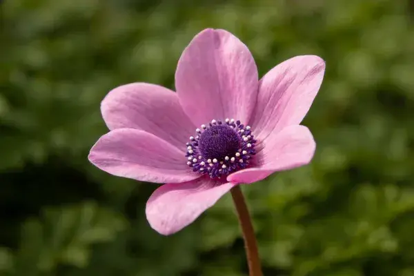 近景拍摄的洋紫菀花朵