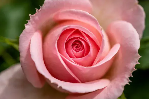 玫瑰花朵特写展现柔和色彩层次