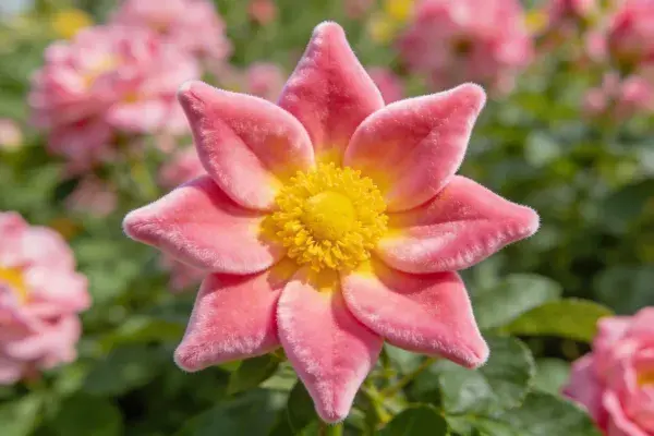 花园中软绒粉色玫瑰特写场景