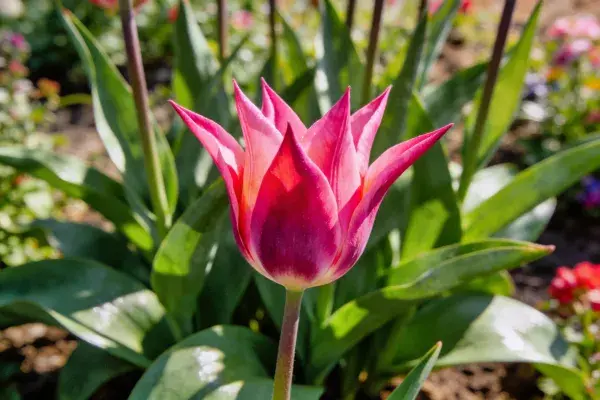 郁金香花瓣特写展现色彩层次