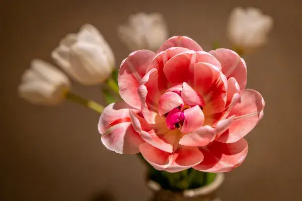 郁金香特写展现花瓣层次