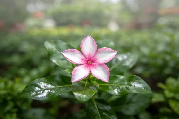 花园中长春花的花卉特写场景