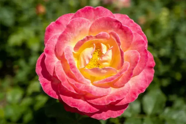 花园环境中的现代月季