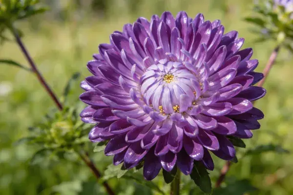 花园环境中紫色紫菀的特写镜头
