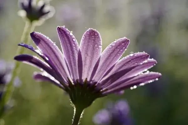 近景特写的带露珠非洲菊花朵