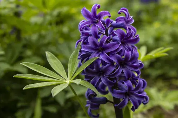 花园中紫色风信子的特写景象