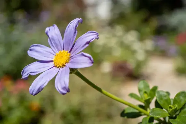 阳光下紫色舌菊的花卉特写