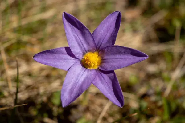 野外草地上的紫花顶冰花