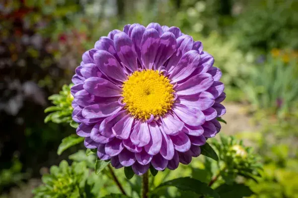 清新花园中紫色紫菀花的特写镜头