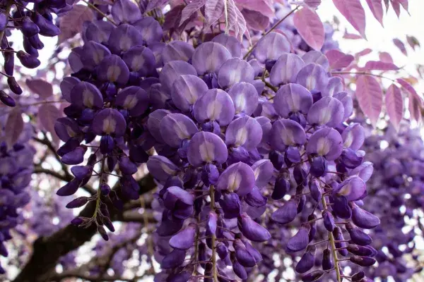 紫藤花特写展现紫色花簇质感