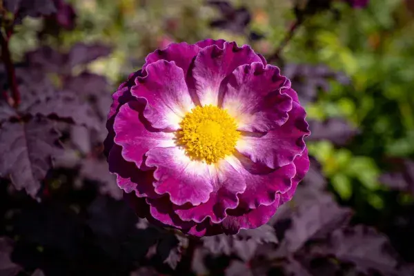 展示紫色花瓣的月季花特写