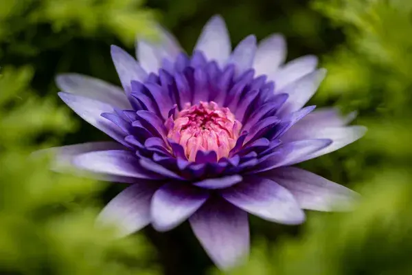蓝紫荷花盛开于绿叶之间