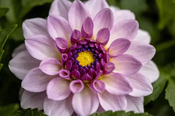 特写呈现大丽花花瓣层次