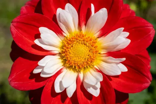 大丽花花瓣色彩对比特写画面