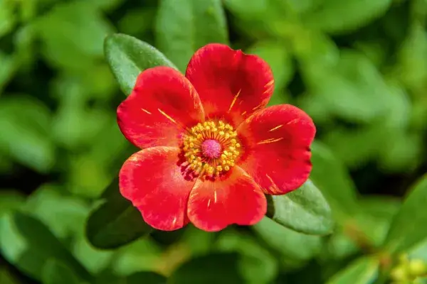 五瓣红花马齿苋的特写镜头