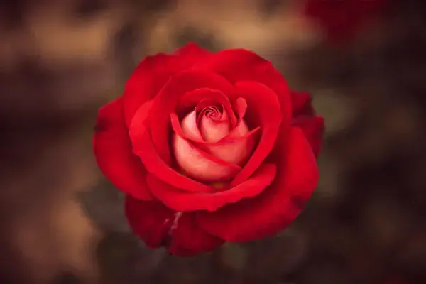 特写镜头下的红玫瑰花瓣纹理