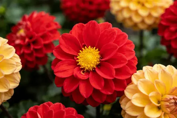 花园中色彩丰富的球根大丽花特写