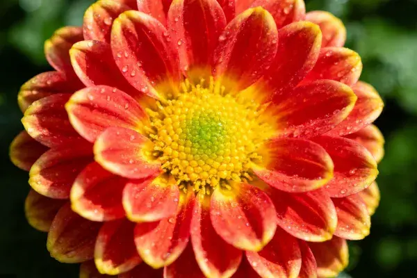 清新花园中双色菊花特写镜头