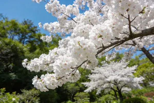 晴空下盛开的樱花枝条