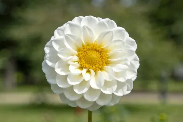 花园中白色大丽花特写