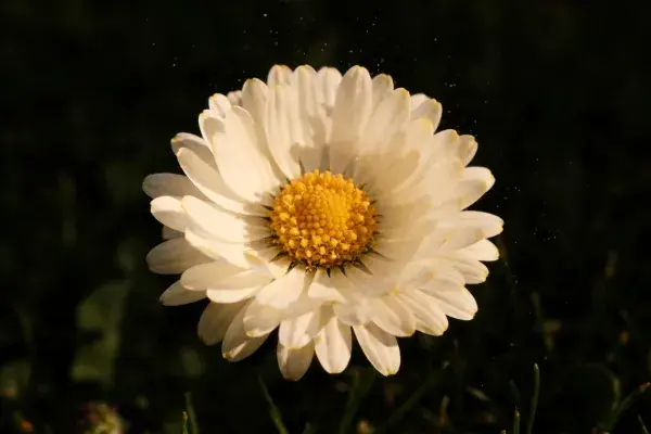 雏菊花绽放时的光影瞬间