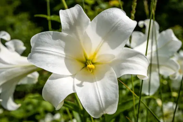 花园中百合花的纯净特写场景