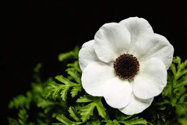 白花银莲花特写于绿叶背景前