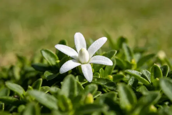 绿地中绽放的小茉莉花朵特写