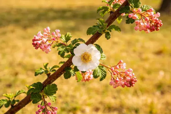 阳光下白色绣线菊花卉特写场景