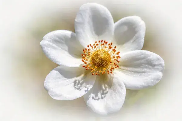 近光下白色花瓣的花朵特写画面