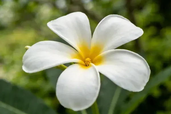 近距离特写白色鸡蛋花