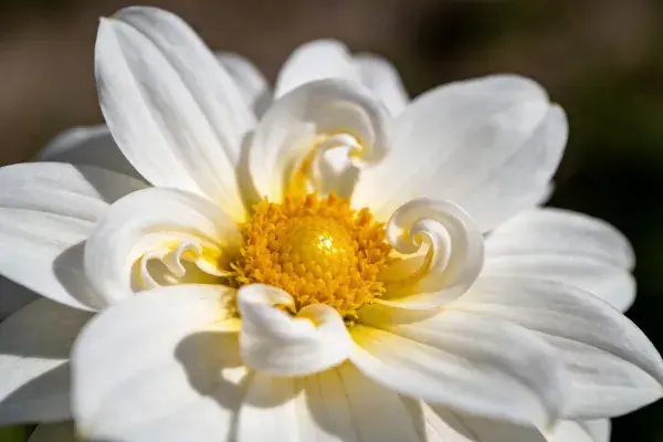 白色大丽花花瓣卷曲特写