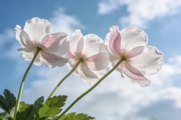 阳光下白色华西银莲花花朵群像