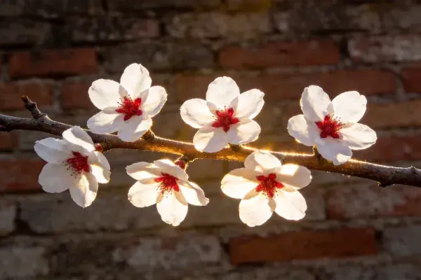 砖墙前的桃花绽放景象