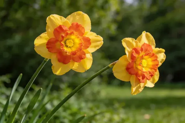 两朵水仙花绽放于花园