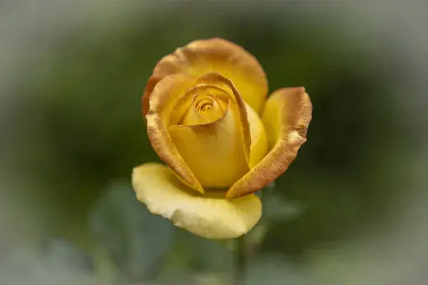 特写拍摄的金黄边玫瑰