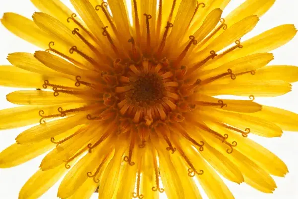 金盏菊花瓣细节写的微观视角