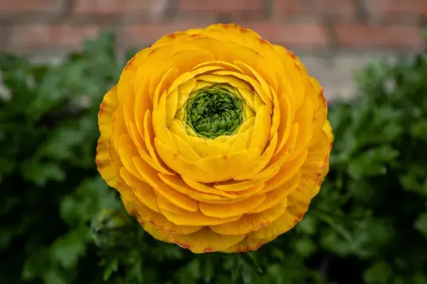 鲜艳花园中黄色东方金莲花的特写镜头
