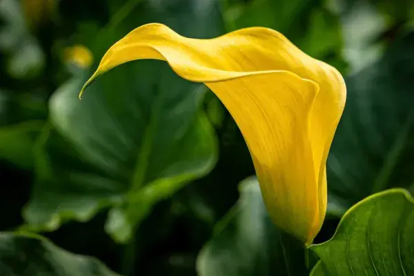 黄花马蹄莲特写镜头展现表面质感