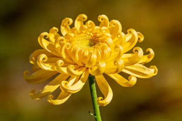 金色卷瓣菊花特写画面