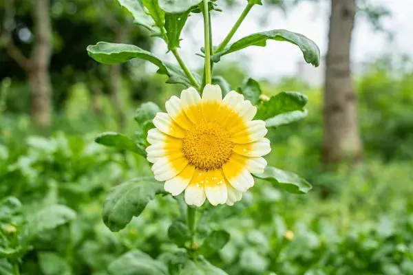 绿叶衬托下黄色白色相间的勋章菊特写场景