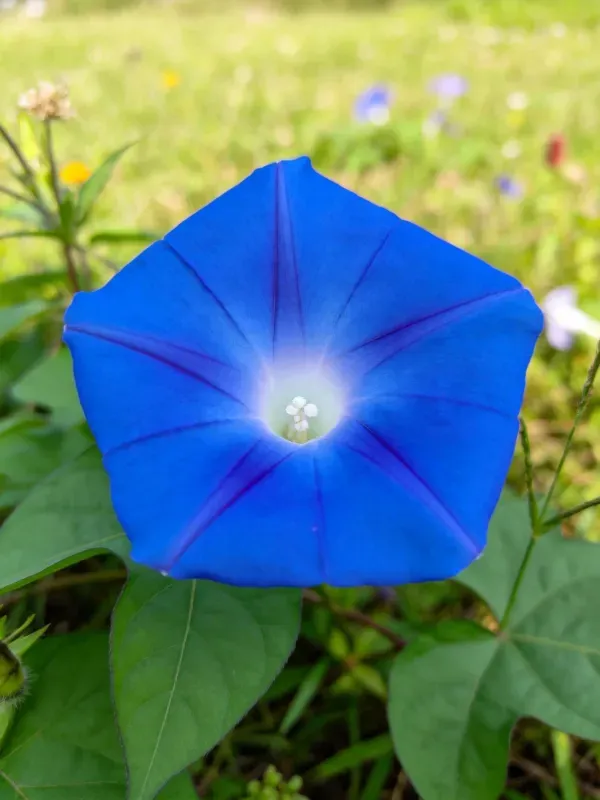 露天花园中的蓝色牵牛花特写镜头